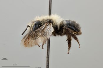 Media type: image;   Entomology 795025 Aspect: habitus lateral view